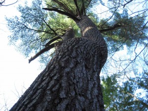 fairyland oldest pine